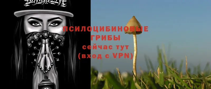 сколько стоит  omg зеркало  Галлюциногенные грибы Magic Shrooms  Беломорск 